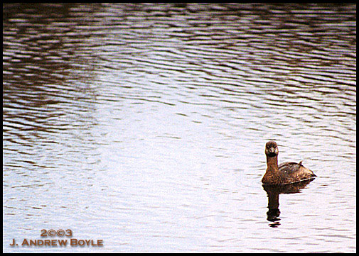 Pied-billed Grebe