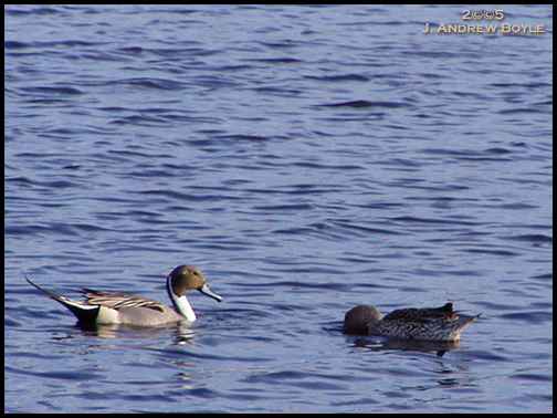 Northern Pintail