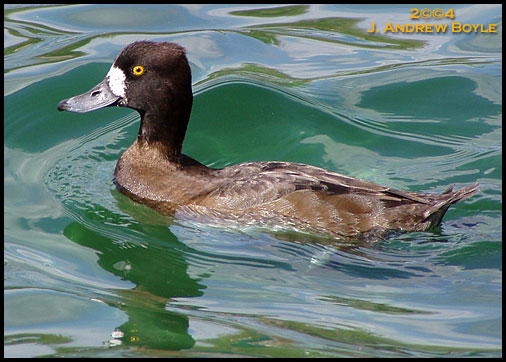 Lesser Scaup