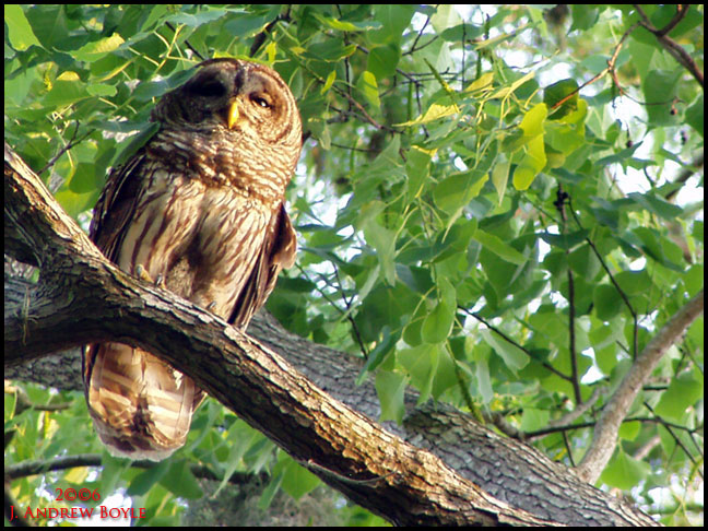 Barred Owl