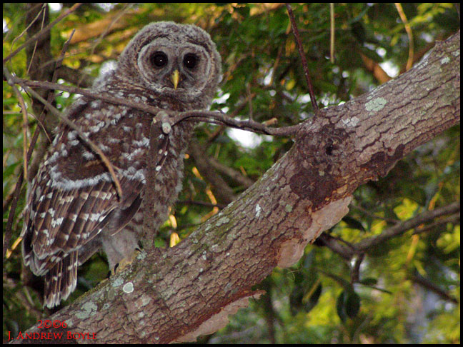 Barred Owl