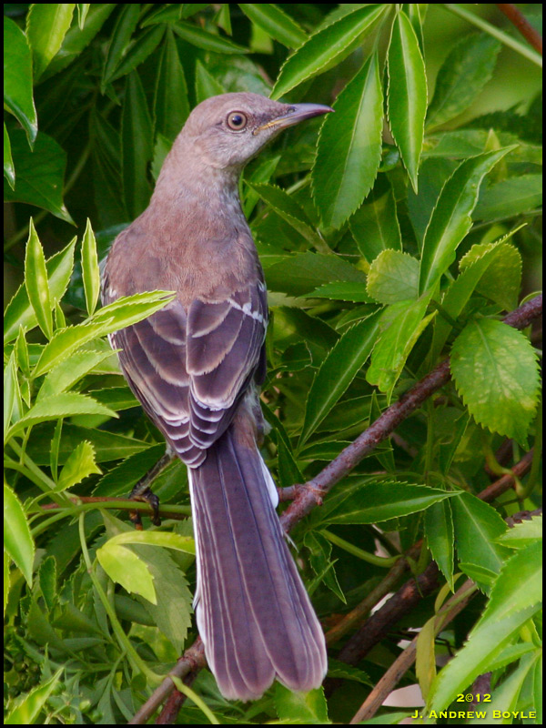 drew s birds mead garden mockingbirds drew s birds mead garden mockingbirds