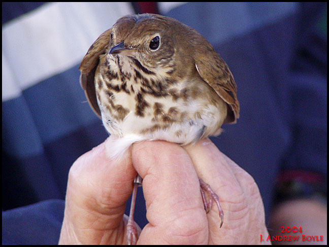 Hermit Thrush