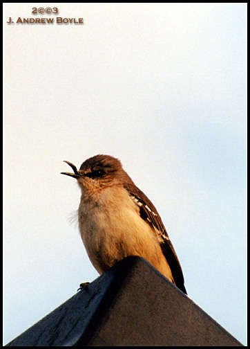 Northern Mockingbird