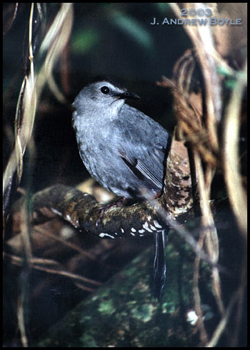 Grey Catbird