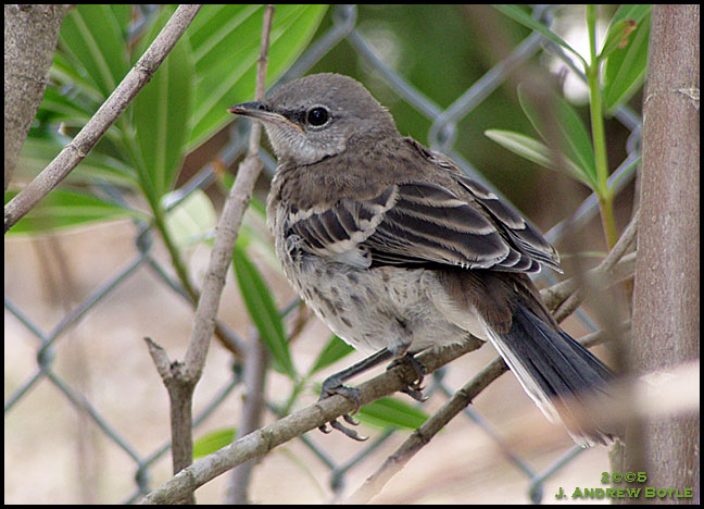 Northern Mockingbird