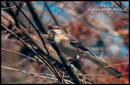 Northern Mockingbird