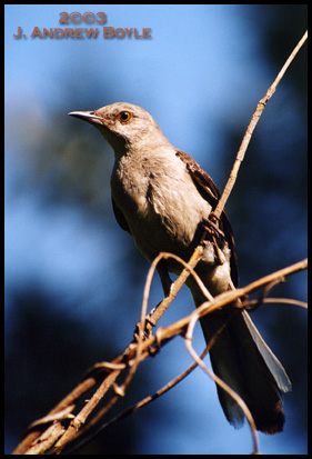 Northern Mockingbird