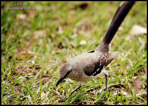 Northern Mockingbird