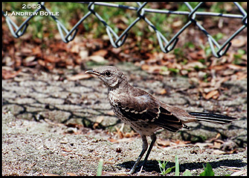 Northern Mockingbird