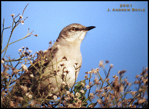 Northern Mockingbird