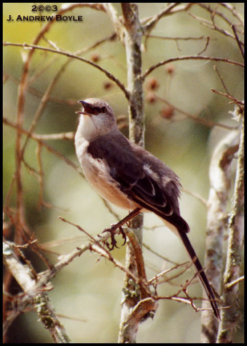 Northern Mockingbird