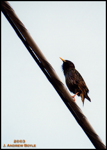 European Starling