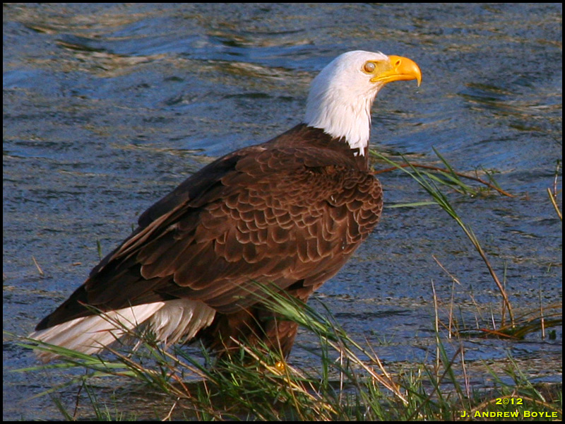 zombie eagle