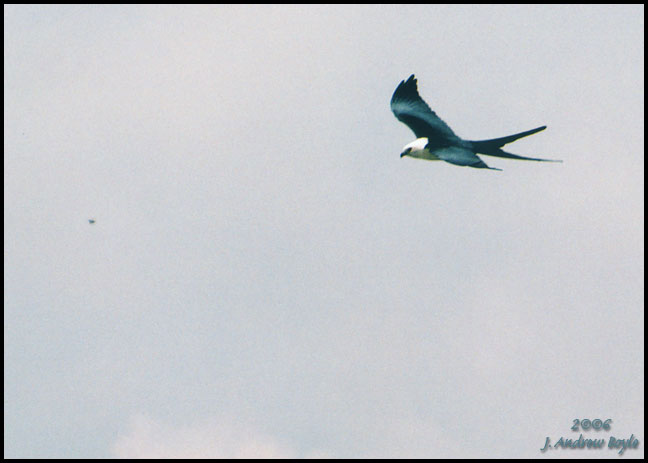 Swallow-tailed Kite