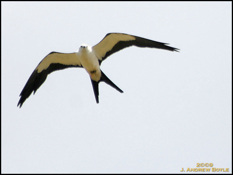 Photo swallowtail kite