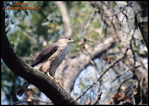 Coopers Hawk