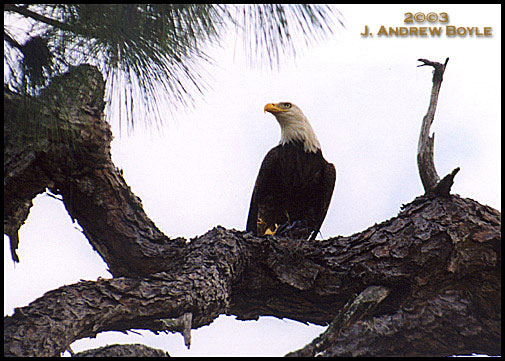 Bald Eagle