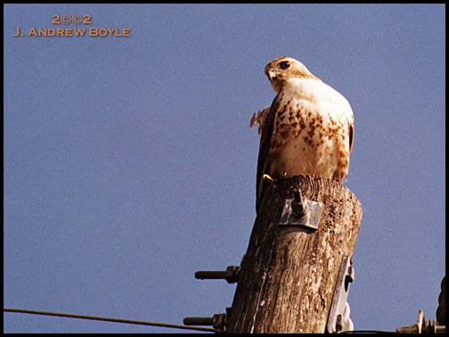 Red-tailed Hawk