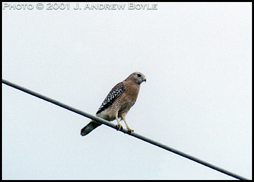 Red-shouldered Hawk