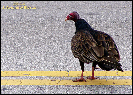 Turkey Vulture