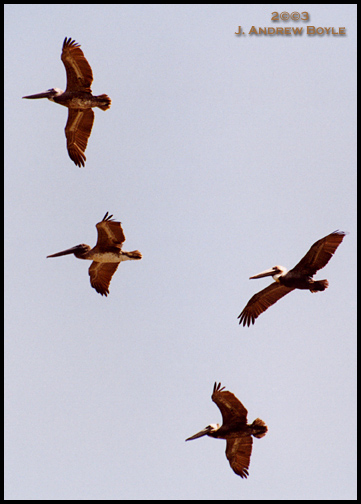 Brown Pelican