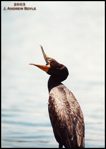 Double Crested Cormorant