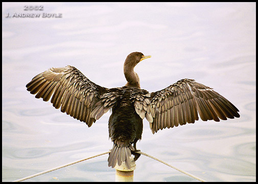 Double Crested Cormorant