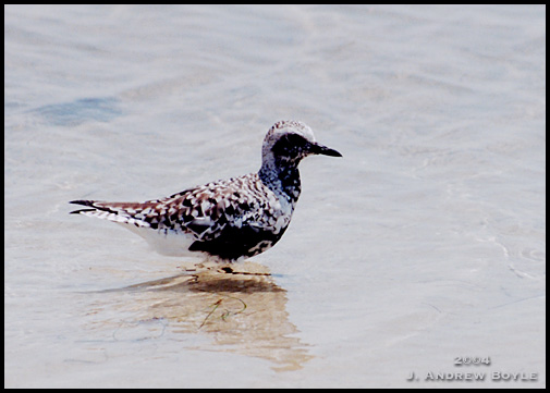 Black-bellied Plover