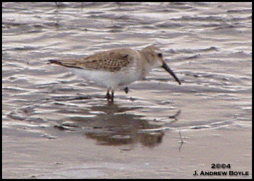 Dunlin