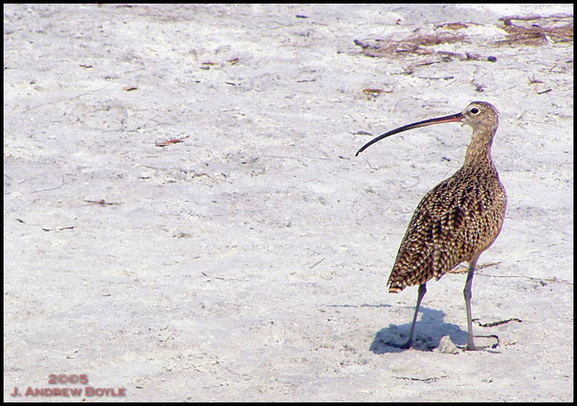 Long-billed Curlew