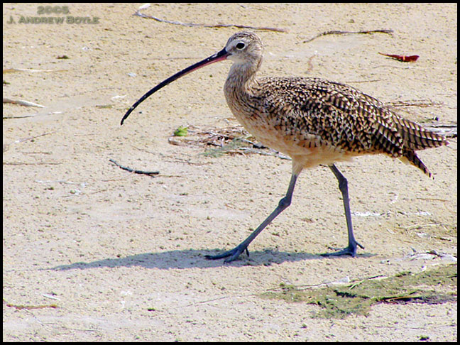 Long-billed Curlew