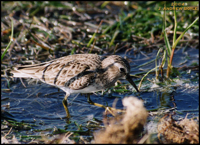 Least Sandpiper