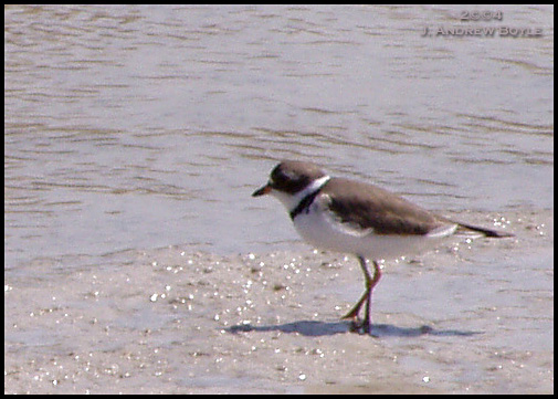 Semipalmated Plover