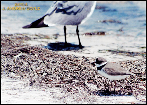 Semipalmated Plover