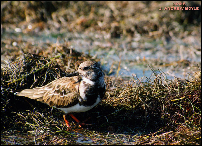 Ruddy Turnstone