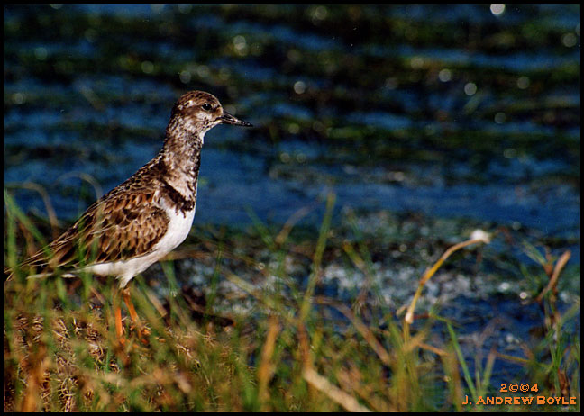 Ruddy Turnstone