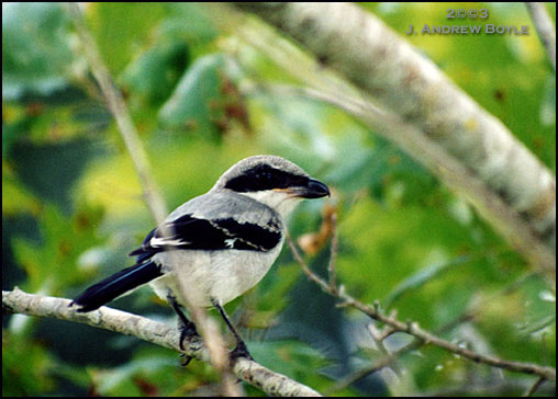 Loggerhead Shrike