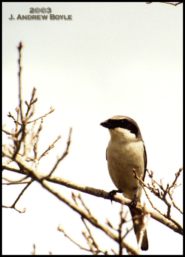 Loggerhead Shrike