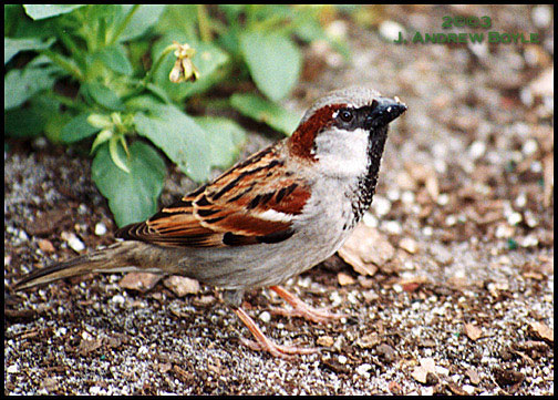 House Sparrow