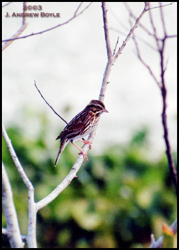 Savannah Sparrow