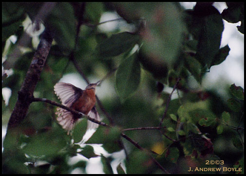 Carolina Wren