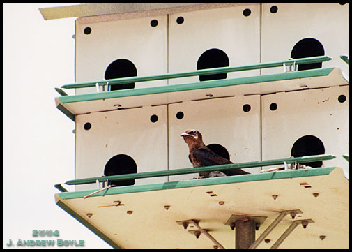 Purple Martin