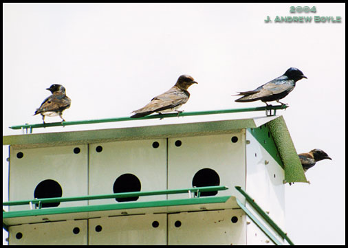 Purple Martin