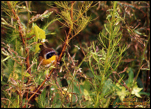 Common Yellow Throat