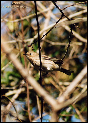 Yellow Rump Warbler