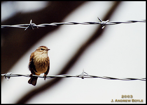 Palm Warbler