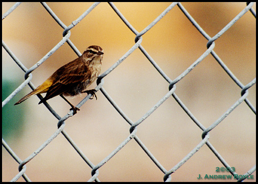 Palm Warbler