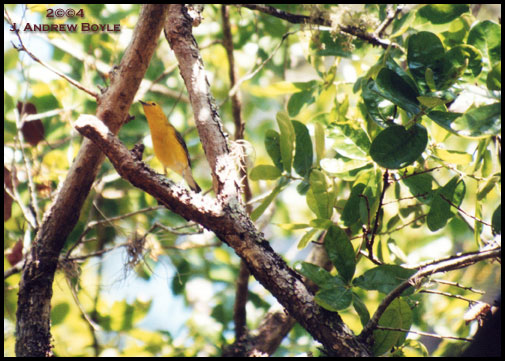Protonotary Warbler
