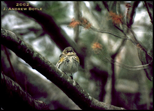 Yellow Rump Warbler